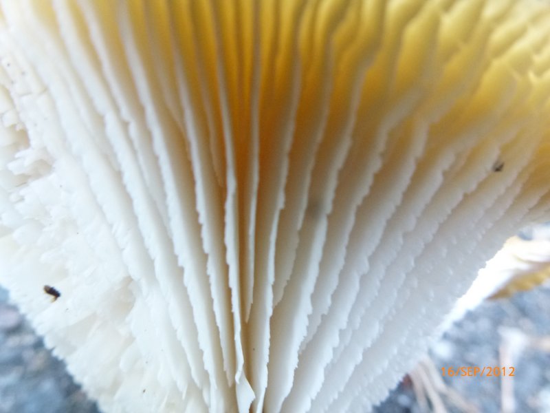 Lames denticulées du lentin